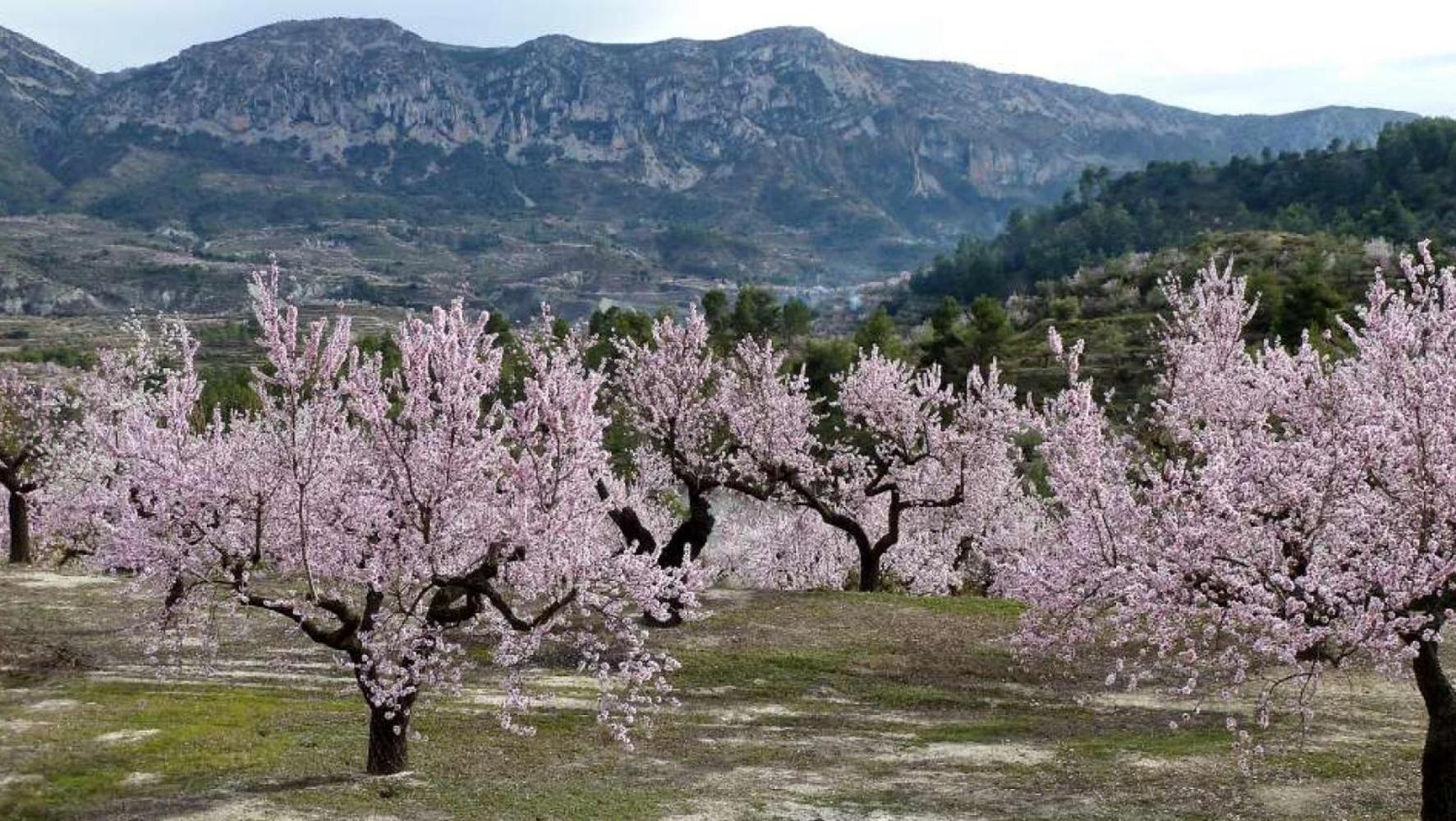 Apartamento Calaceite Torrox Eksteriør billede